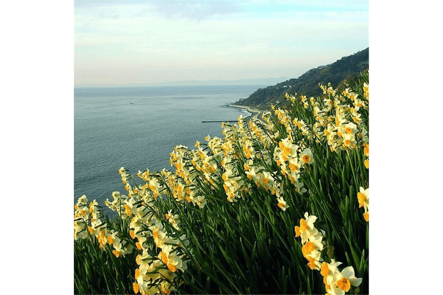 İzmir-Karaburun Nergis Çiçeği Festivali 